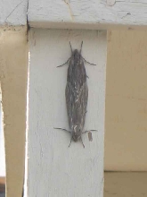 Two moths?