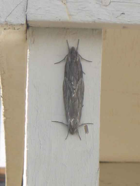 Two moths?