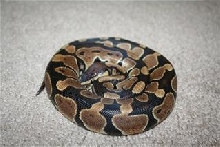 Ball Python
