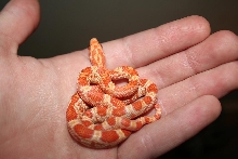 Creamsicle
