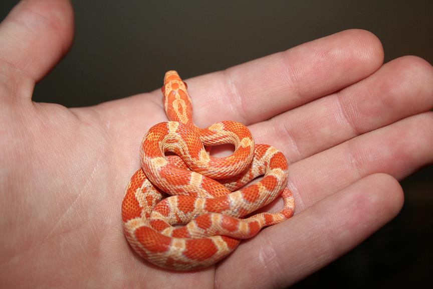 Creamsicle