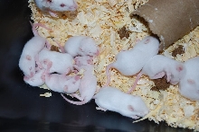 fuzzy mice