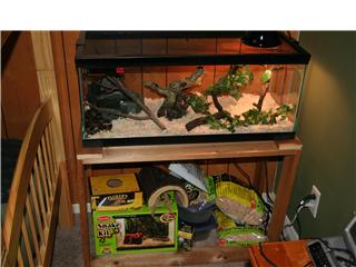 Ball Python