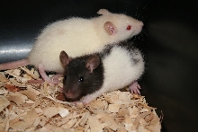 rats