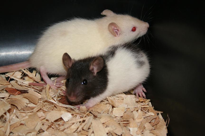rats