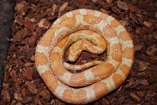 Creamsicle