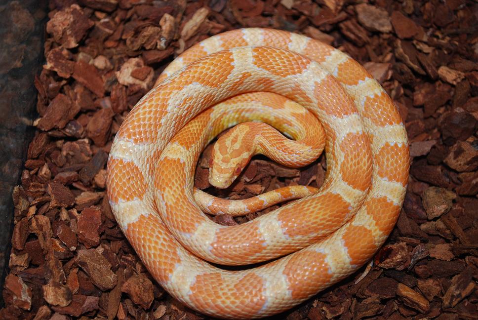 Creamsicle