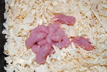 pinkies2