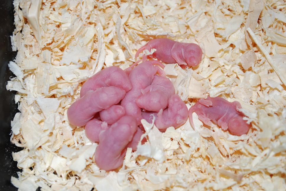 pinkies2