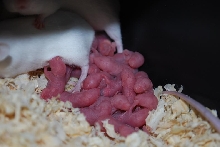 pinkies
