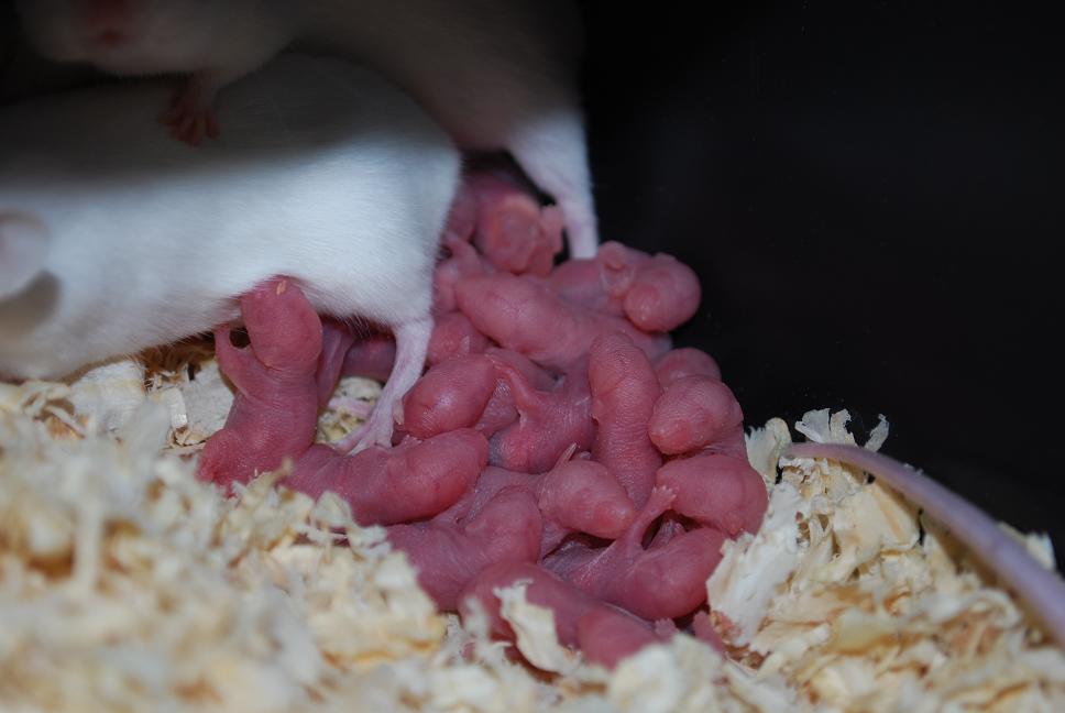 pinkies