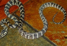 Irian Jaya 2