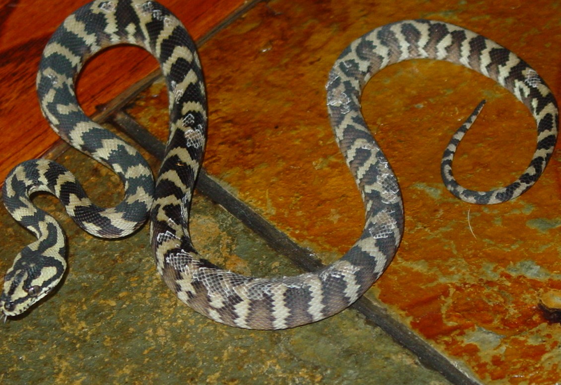 Irian Jaya 2