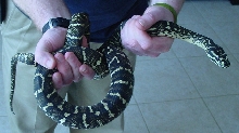 Jungle Carpet Female