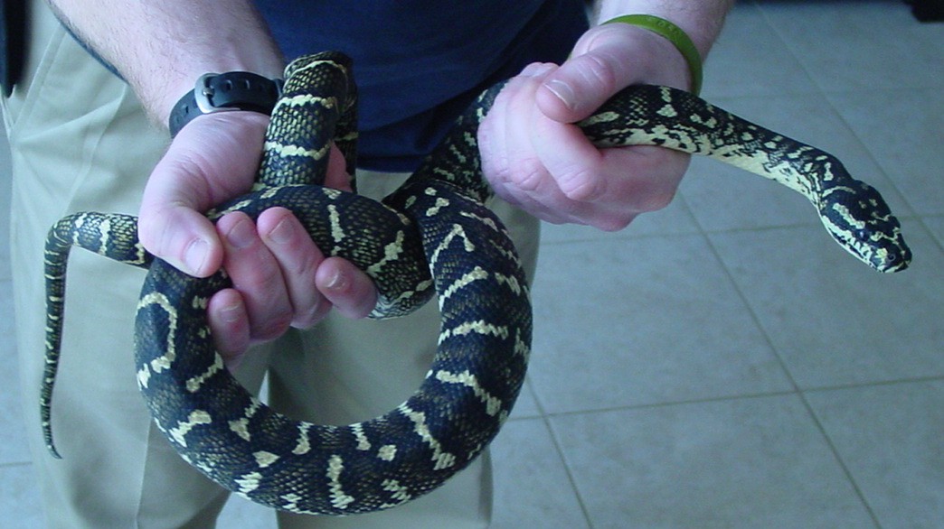 Jungle Carpet Female