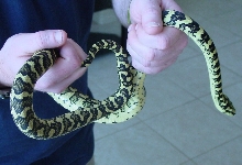Adult Jungle Male 1