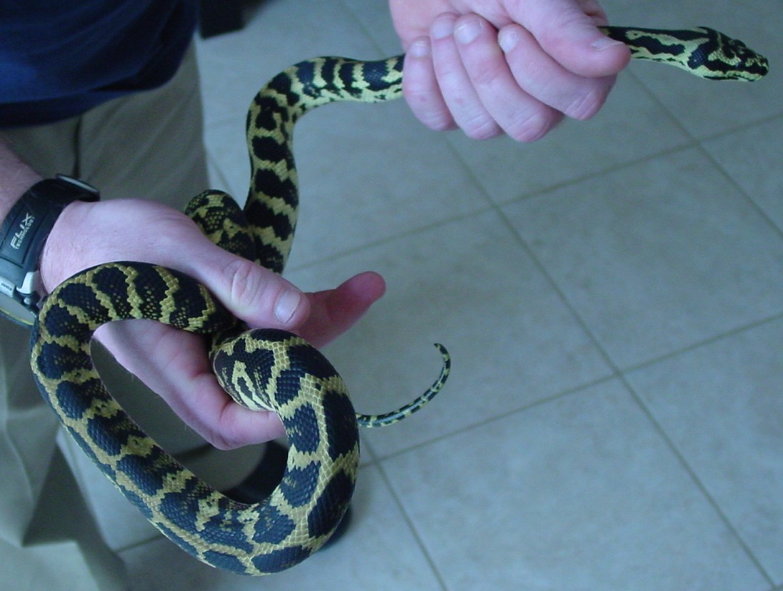 Jungle Carpet Male 2