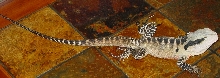 Water Dragon AUS. male