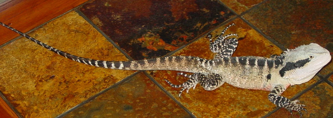 Water Dragon AUS. male