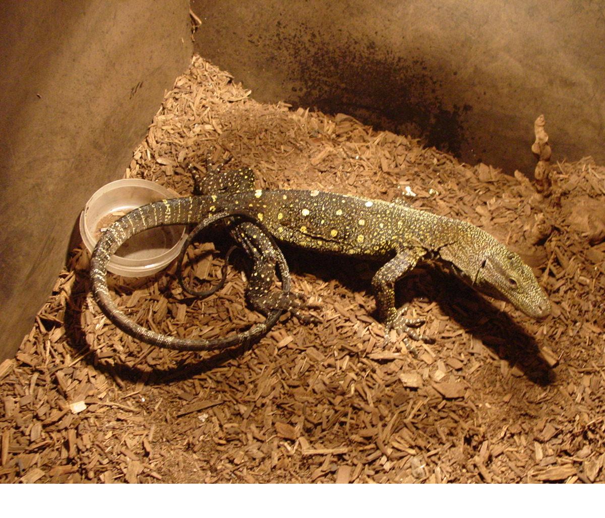croc