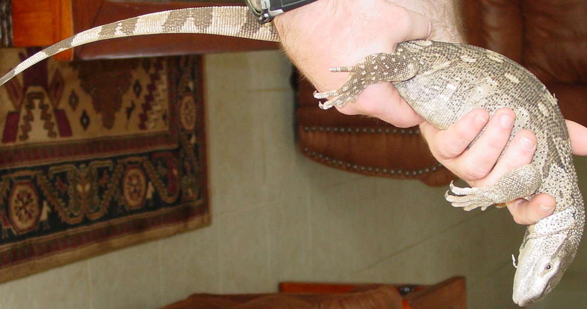 White Throat Monitor
