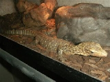 yellow monitor