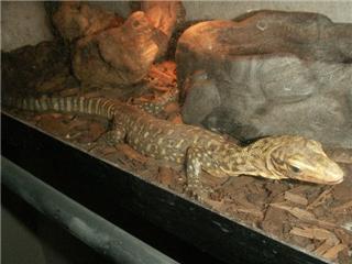 yellow monitor