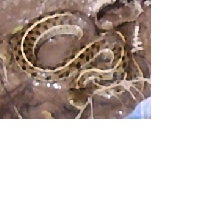 Gartered Spotted Shovel Head Water Viper