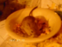 my sons gerbil