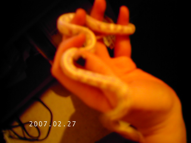 my missing kingsnake