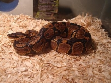 Raw the python