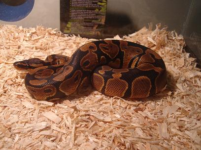 Raw the python