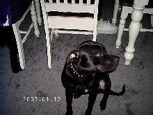 Jasmine the puppy