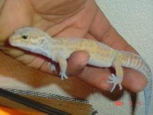 sally