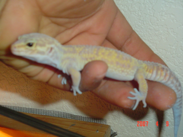 sally