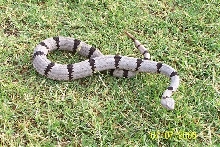 Rock Rattlesnake