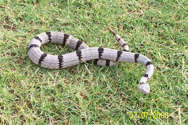 Rock Rattlesnake