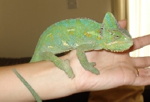6 month old female veiled cham