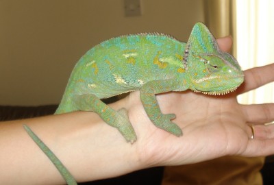 6 month old female veiled cham