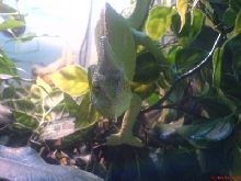 6 month old female veiled cham wanting to play