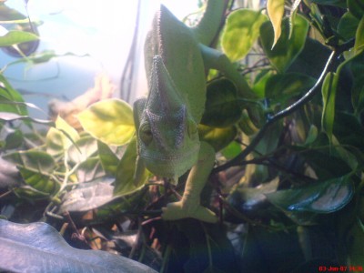 6 month old female veiled cham wanting to play