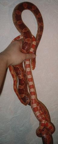 Albinos?