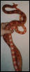 Cornsnakes