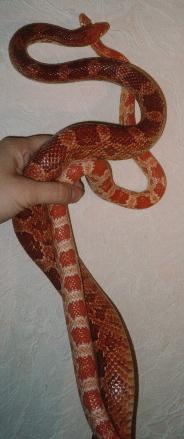 Cornsnakes