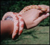 Baby (albino red corn)