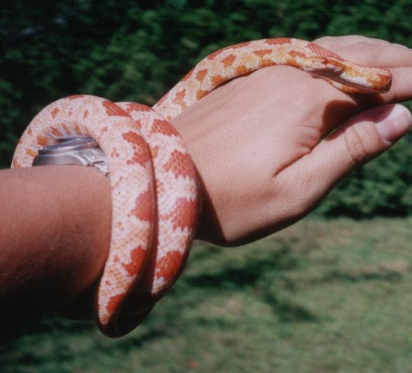 Baby (albino red corn)