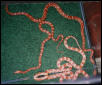 Cornsnakes!