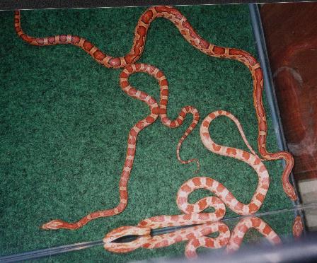 Cornsnakes!