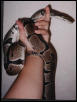 Fred (ball python)