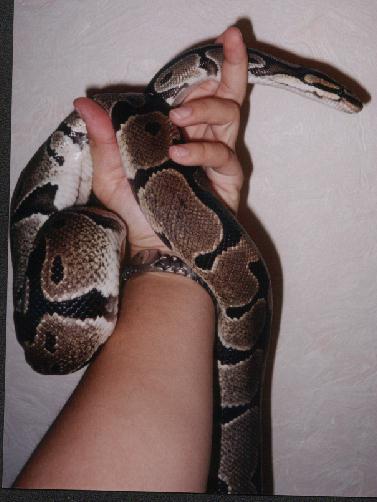 Fred (ball python)